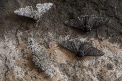 Peppered moth ("Biston betularia") melanic and light form