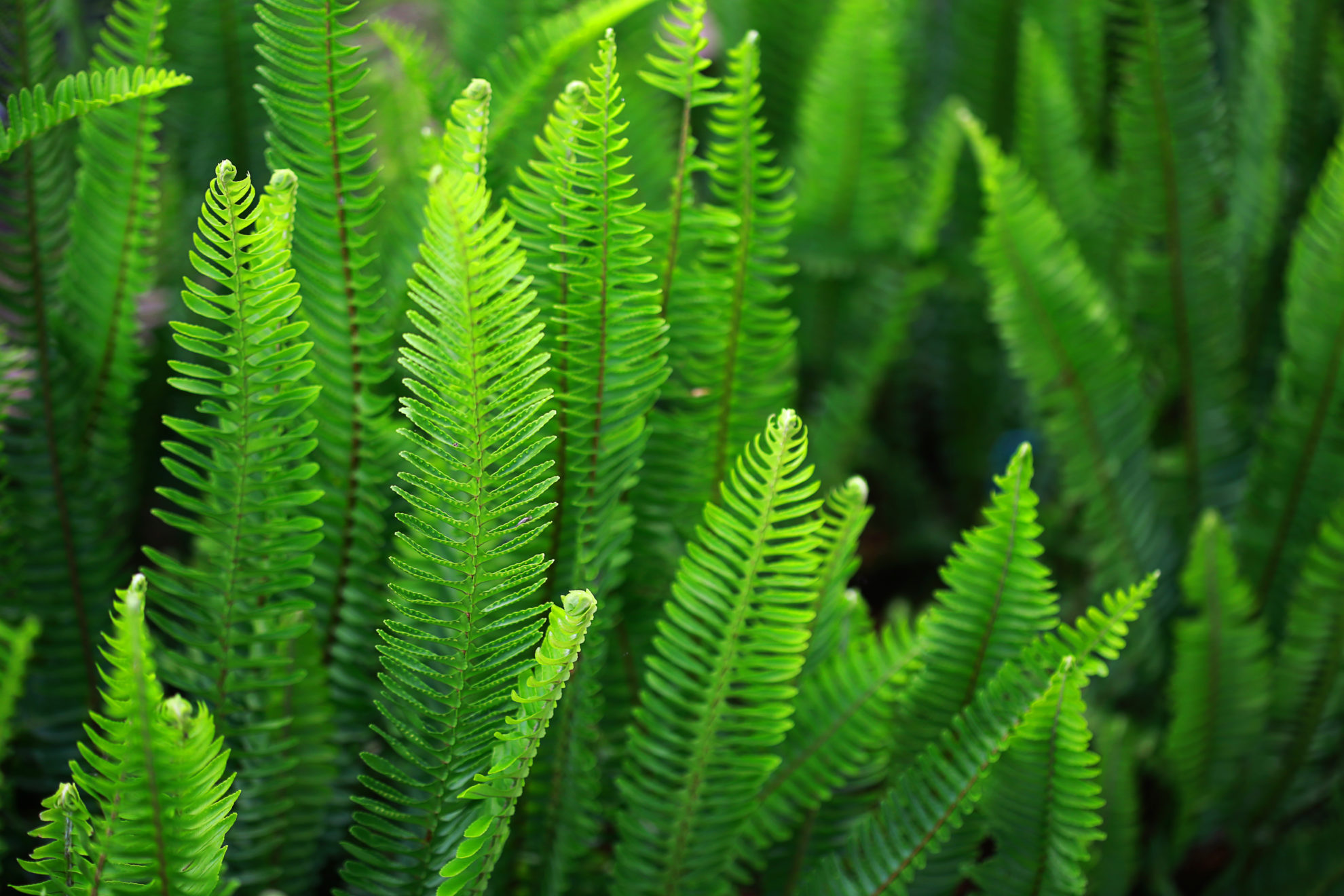 Image of Ferns plants