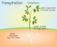 what are the characteristics of scientific hypothesis