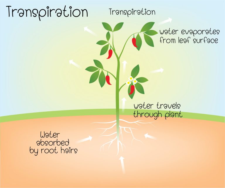 presentation on transport of water in plants