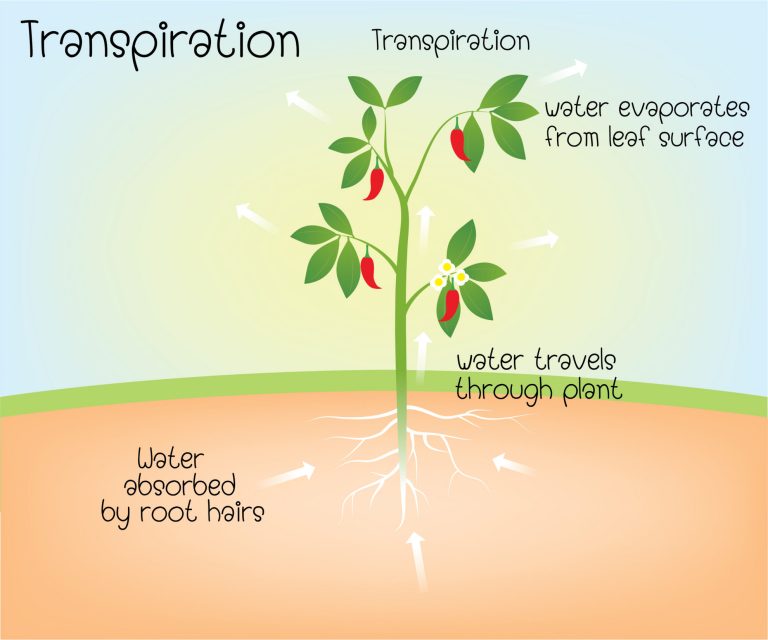 Leaves - Biology Online Tutorial