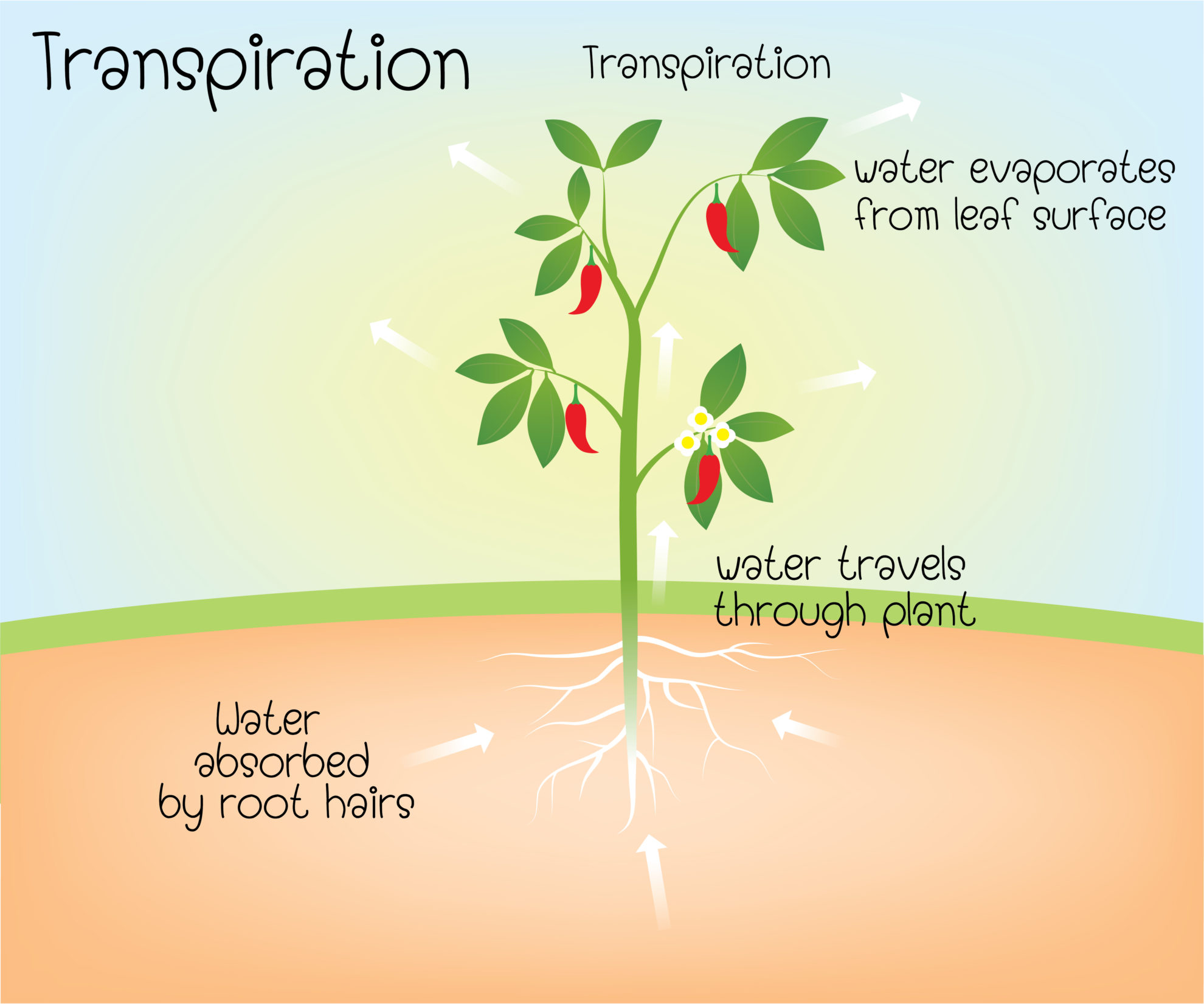 how plants travel