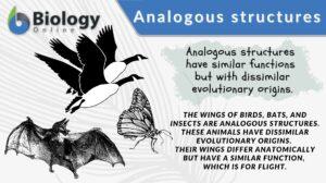 analogous structures definition and examples