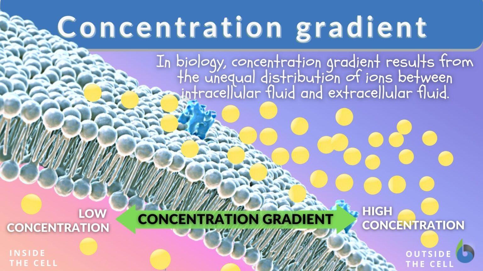 Concentration Gradient Definition And Examples BiologyOnline what-s-concentration-gradient-get-education-crunch