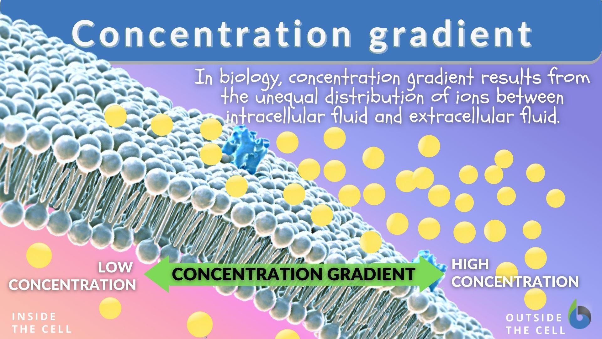 What is concentration? 