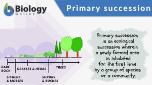 primary succession definition and example
