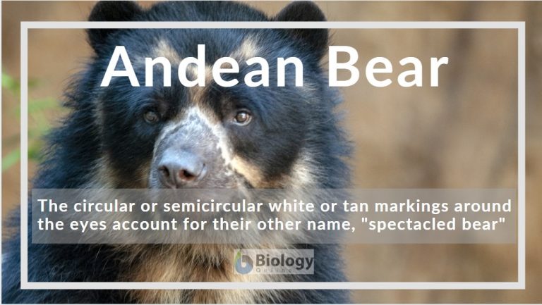 Andean bear