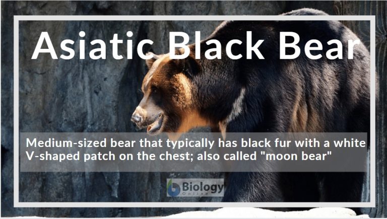 Asiatic black bear