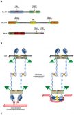 MRN complex