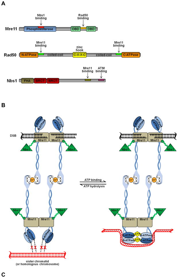 MRN complex