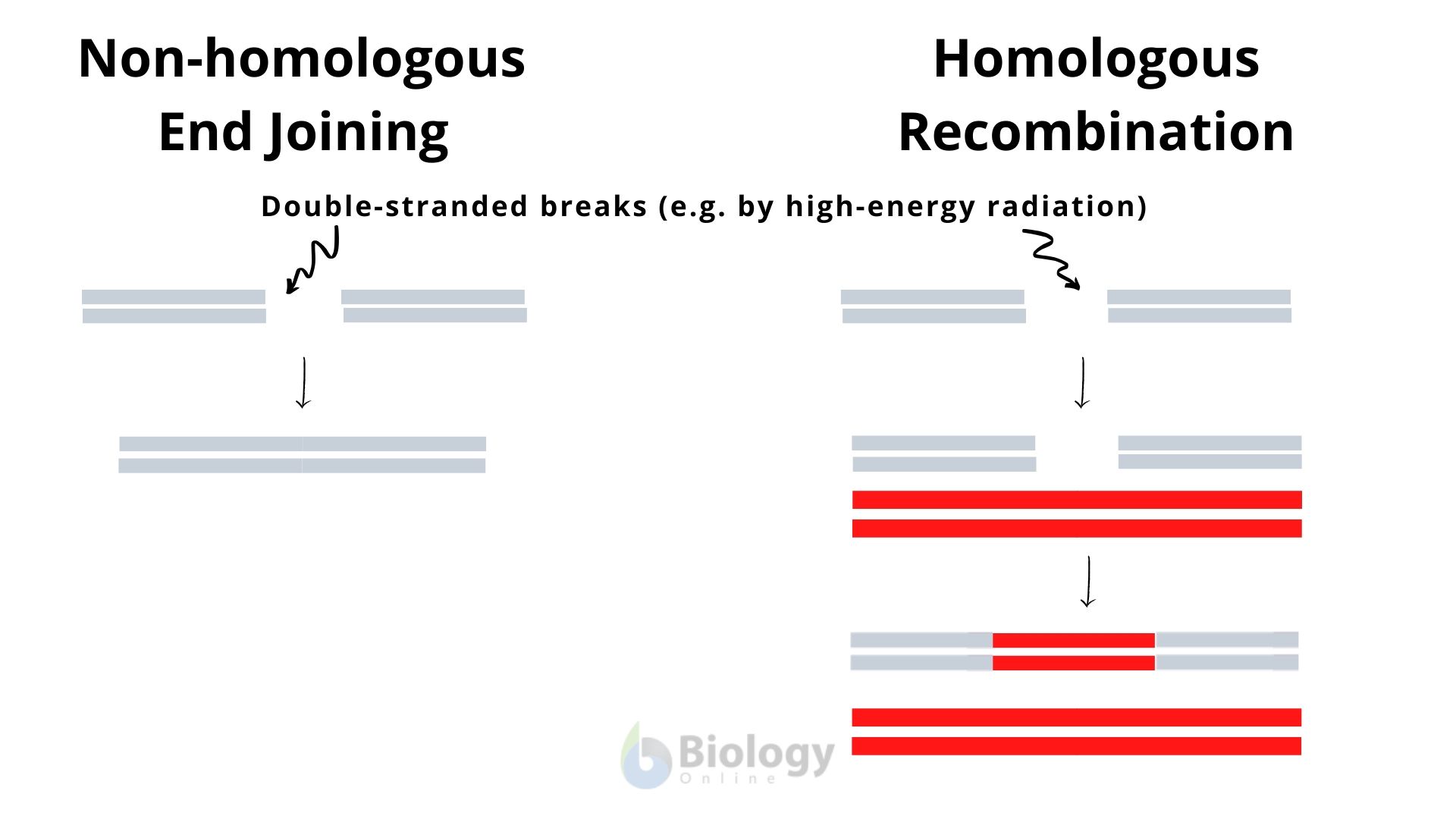 Recombination DNA repair Definition and Examples Biology Diagrams