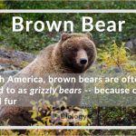 Bears Definition and Examples - Biology Online Dictionary