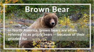 brown bear