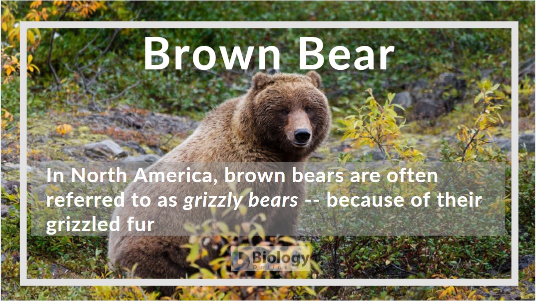 Brown bear - Definition and Examples - Biology Online Dictionary