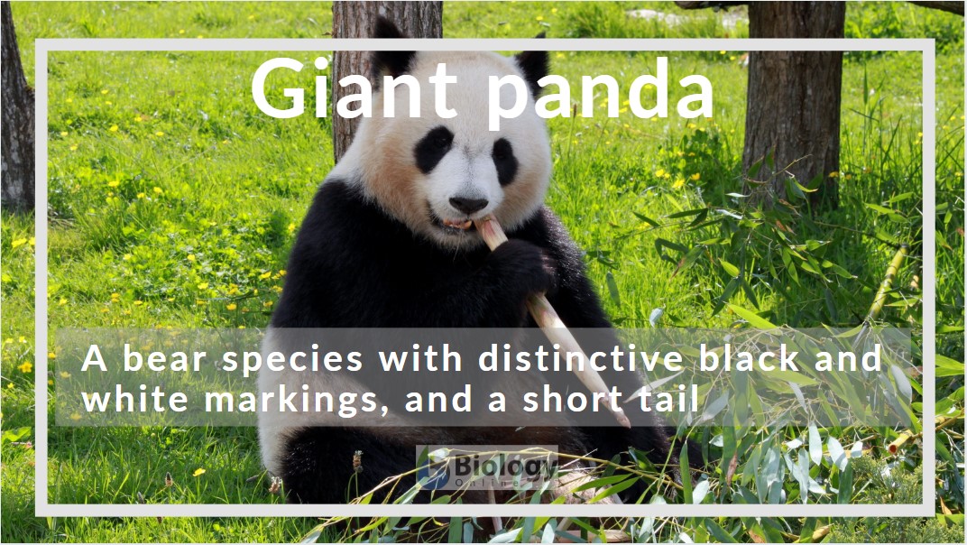 giant panda Definition and Examples - Biology Online Dictionary
