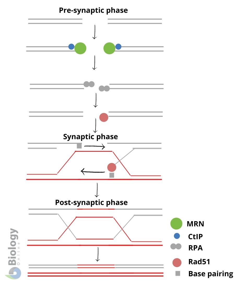 Schematic depiction of the single-step double recombination