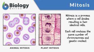 mitosis definition and examples