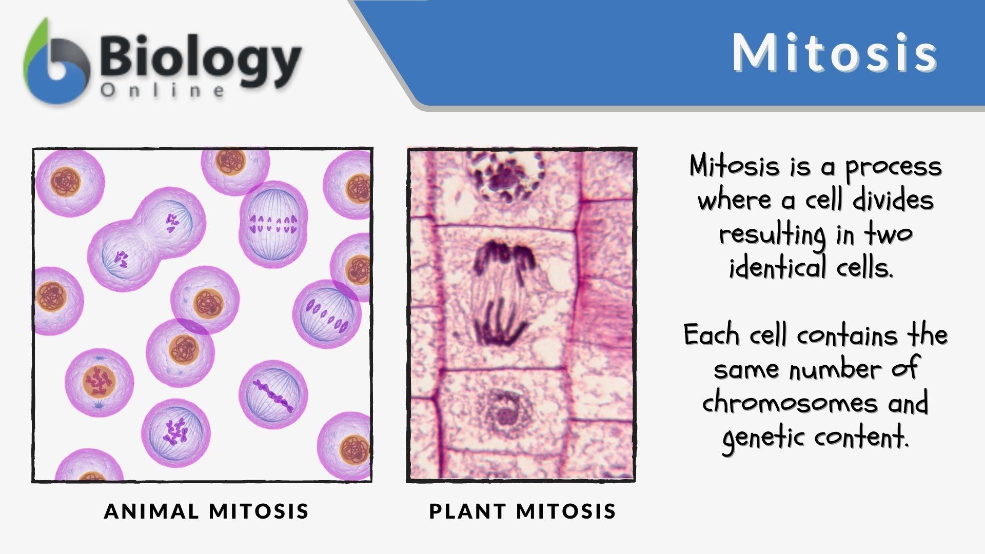 stages of mitosis in order with description