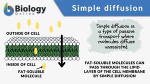 simple diffusion definition and example