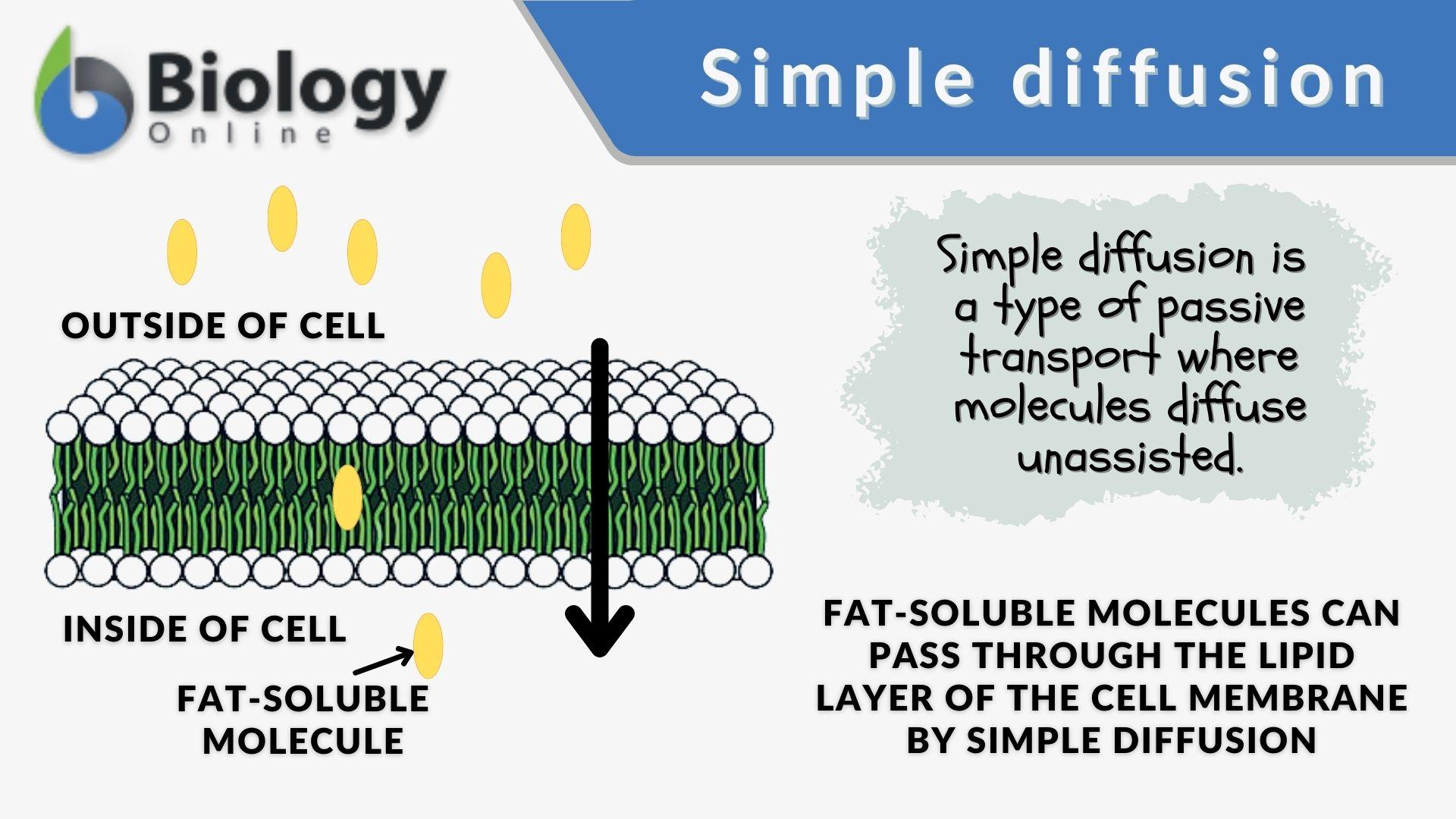 a. Minimum distance between the protein and the membrane in the two