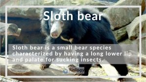 sloth bear