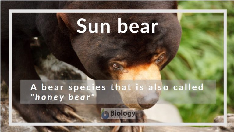 sun bear