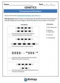 CHROMOSOMAL MUTATION MATCH-UP ACTIVITY (pdf)