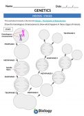 http://web.archive.org/web/20210417043610/https://www.biologyonline.com/wp-content/uploads/2020/07/MEIOSIS-STAGES-DRAW-THE-CHROMOSOMES (pdf)