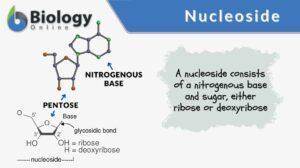 nucleoside definition and example