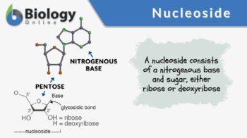 nucleoside definition and example