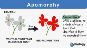 Apomorphy definition example
