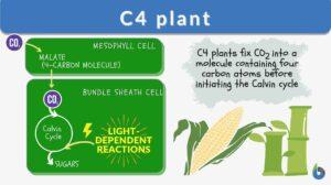 C4 plant definition example