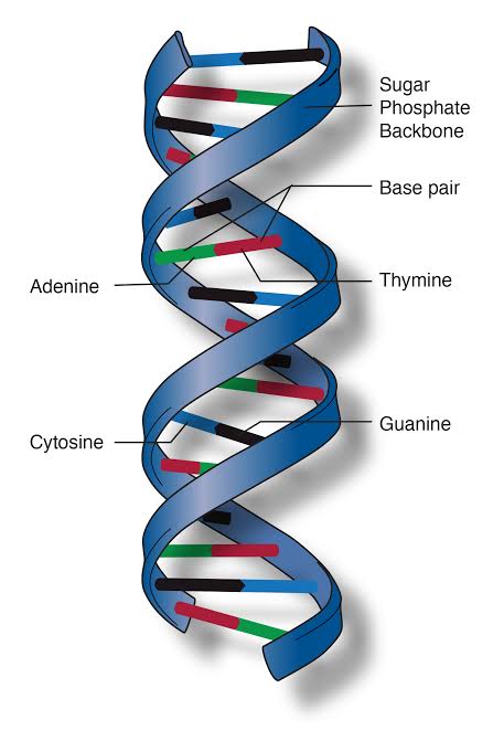 DNA structure with labeled parts