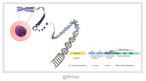 Gene Regulation in Eukaryotes