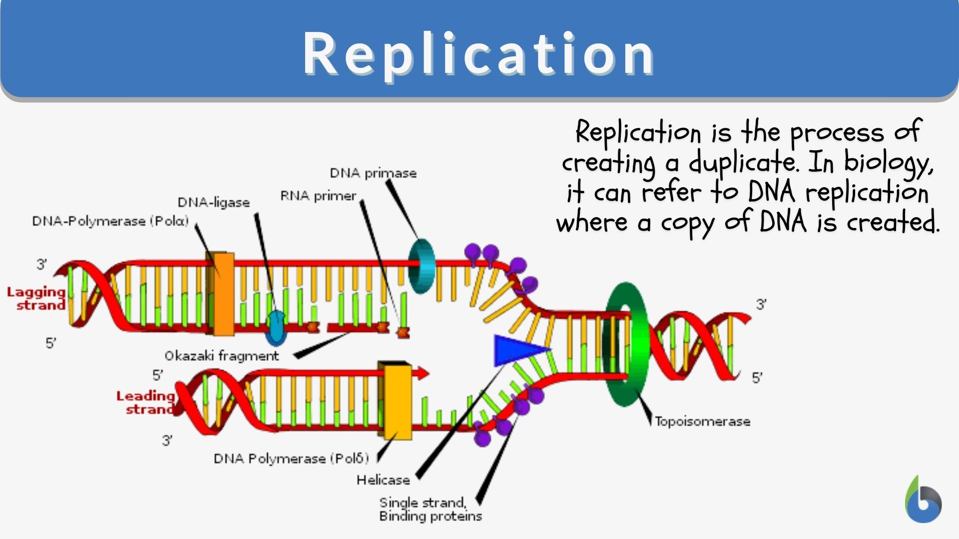 dna replication model