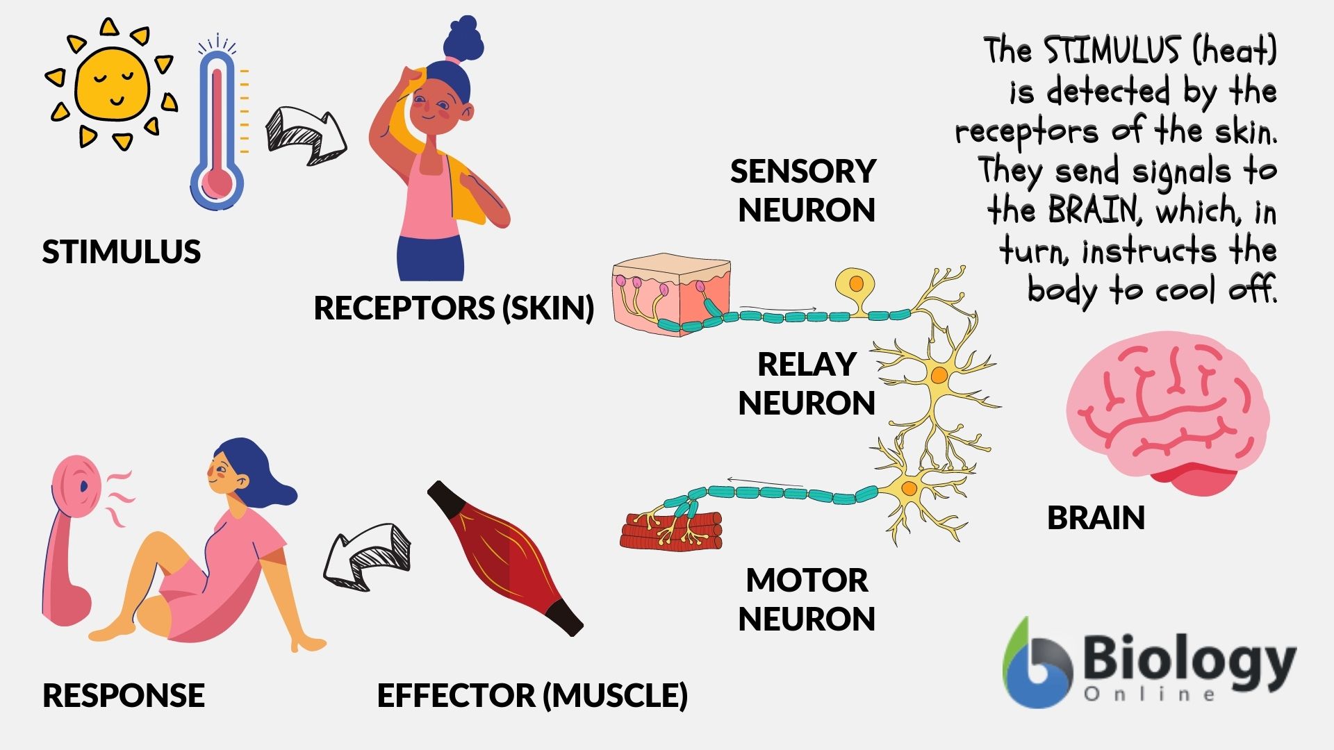 what is the presentation of noxious stimuli