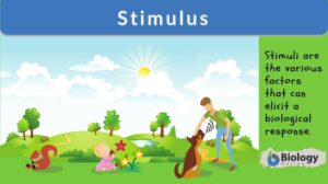 Stimulus definition
