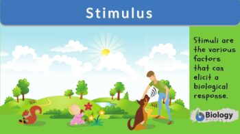 Stimulus - Definition and Examples - Biology Online Dictionary