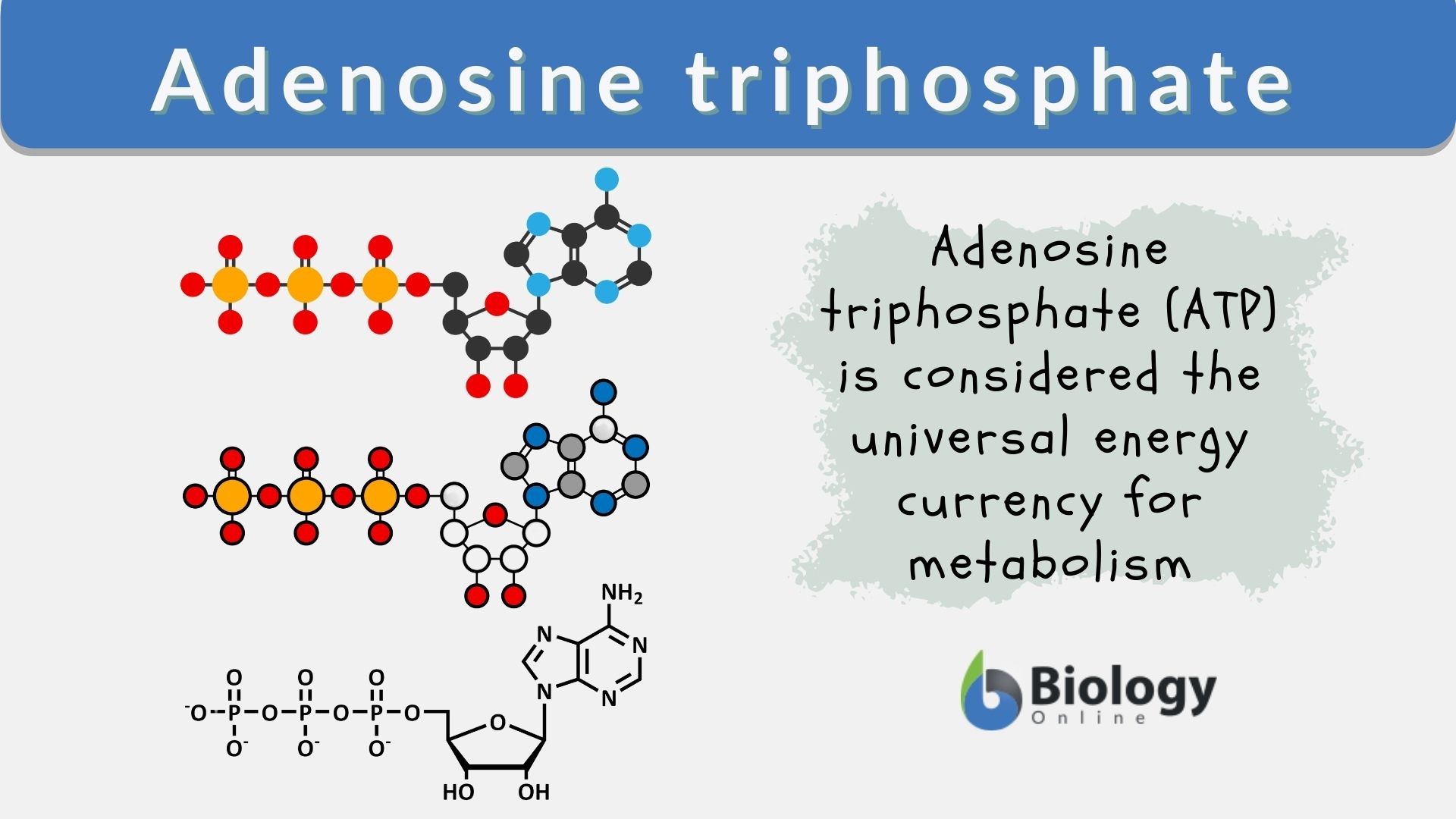 Adenosine triphosphate