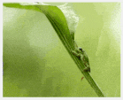 frog responding to rain