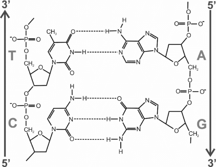 hydrogen bonds in DNA