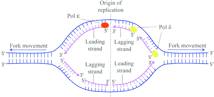 origin of replication of human DNA