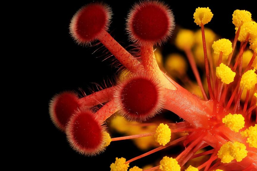 syncarpous flower