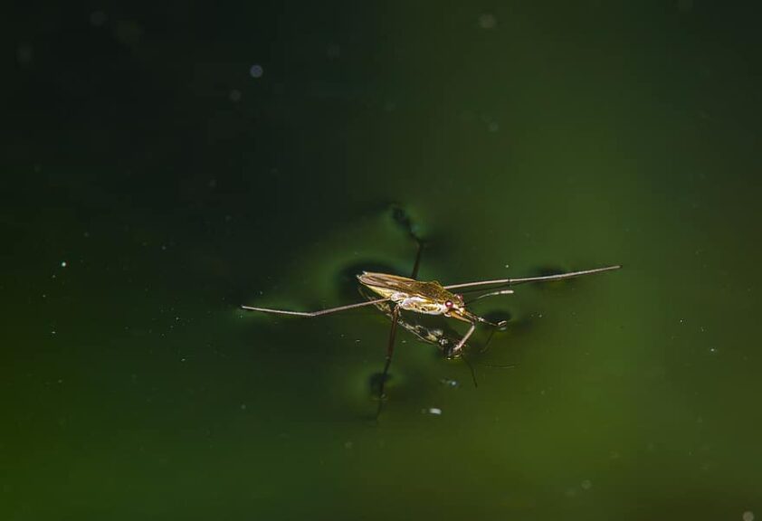 water strider and surface tension