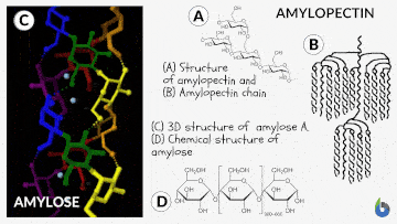 Amylose and amylopectin structures