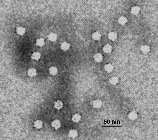 Canines_Parvovirus
