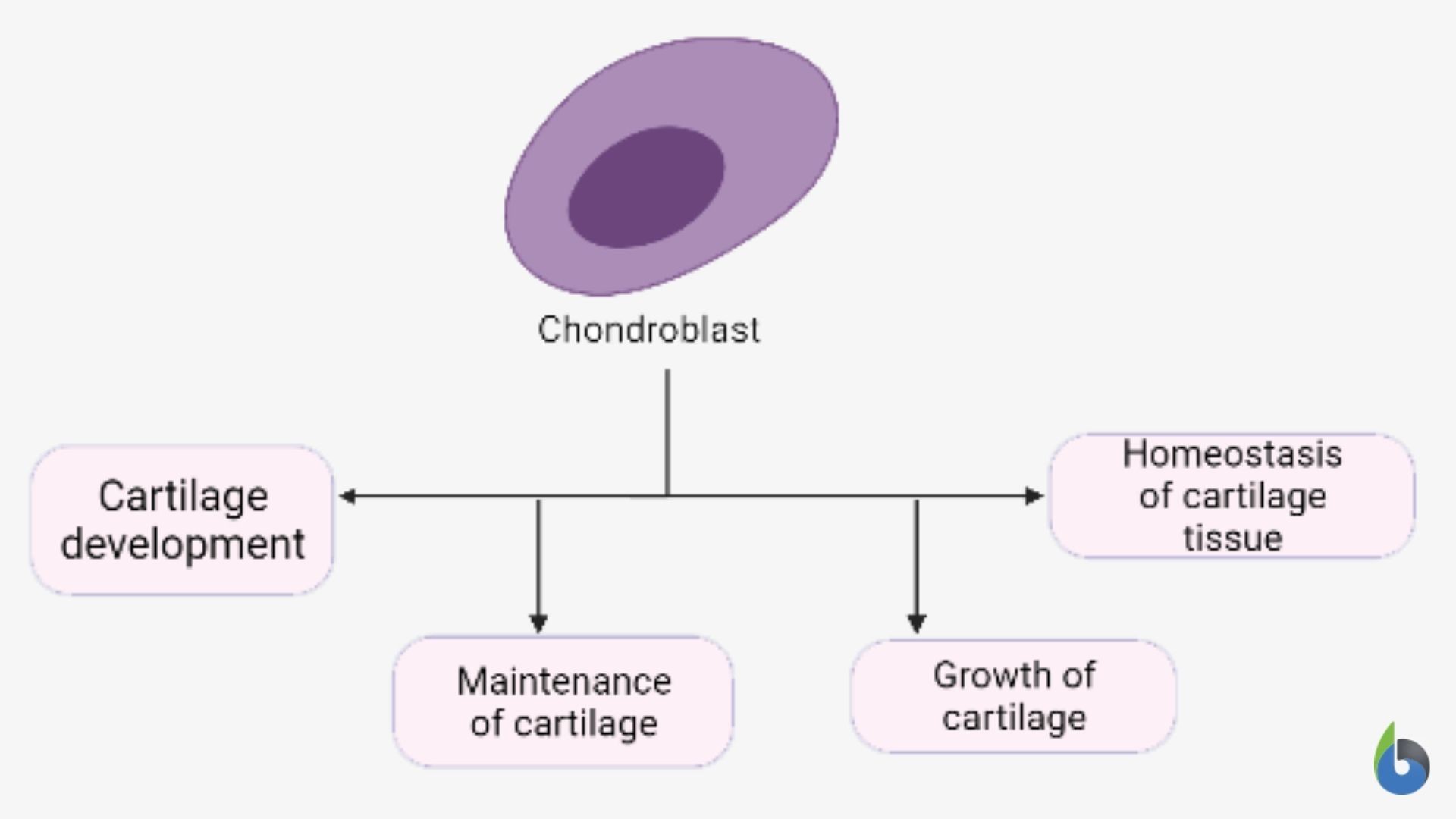 Chondroblast functions