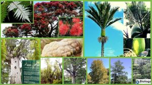 Endemic Flora of New Zealand