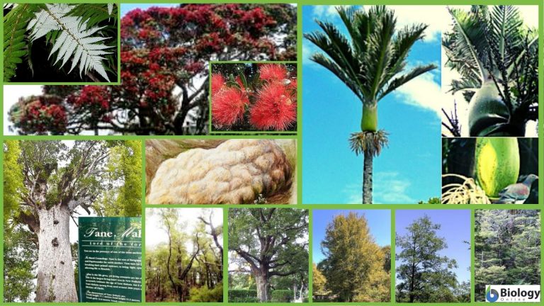 New Zealand's Unique Flora - Biology Online Tutorial New Zealand's Unique Flora - Biology Online Tutorial