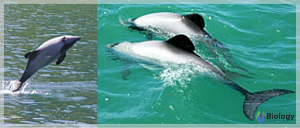 Endemic cetaceans in New Zealand
